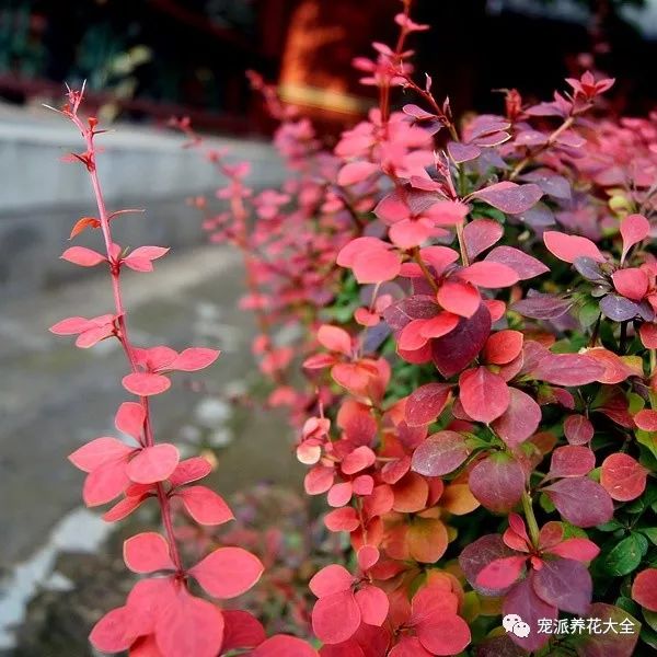 每日一花 | 紫叶小檗:春季开小黄花,秋天叶色变红