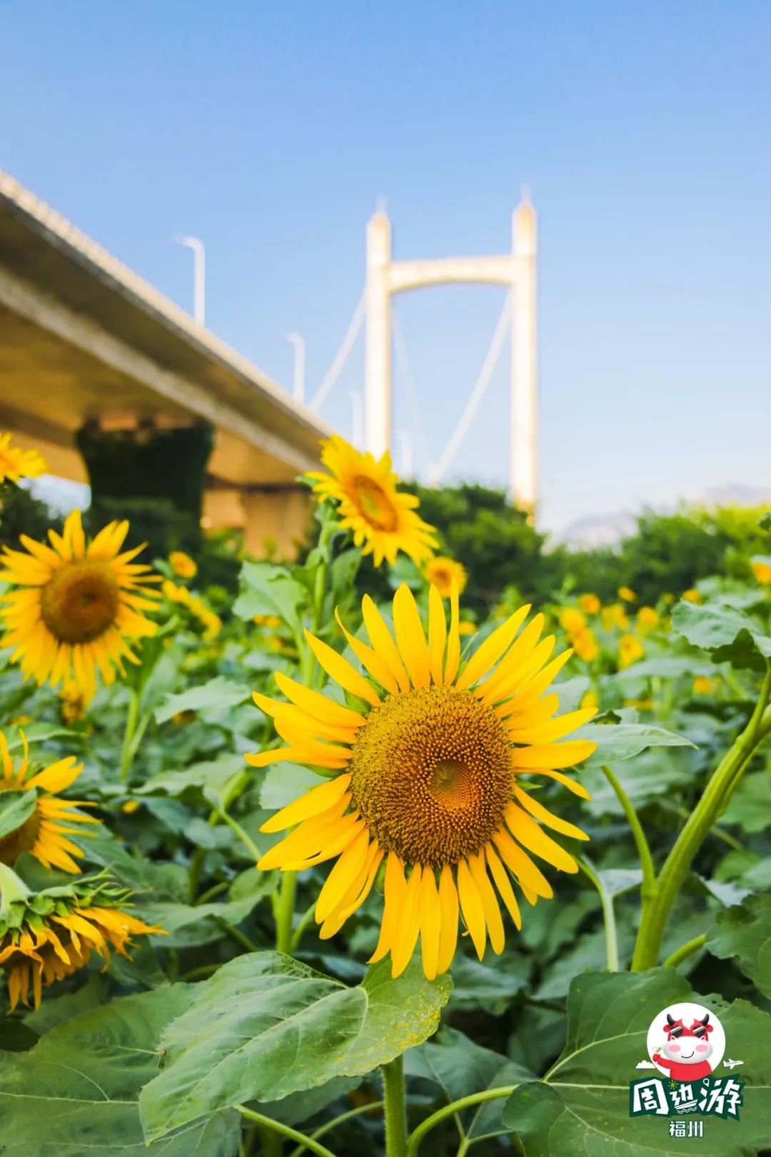 向日葵手机号码