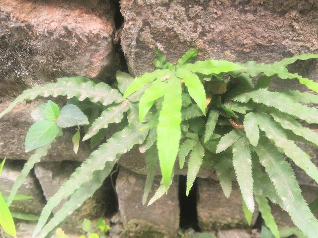 原创农村有一种不起眼的野草,叶子像凤凰的尾巴,市场售价每斤8元
