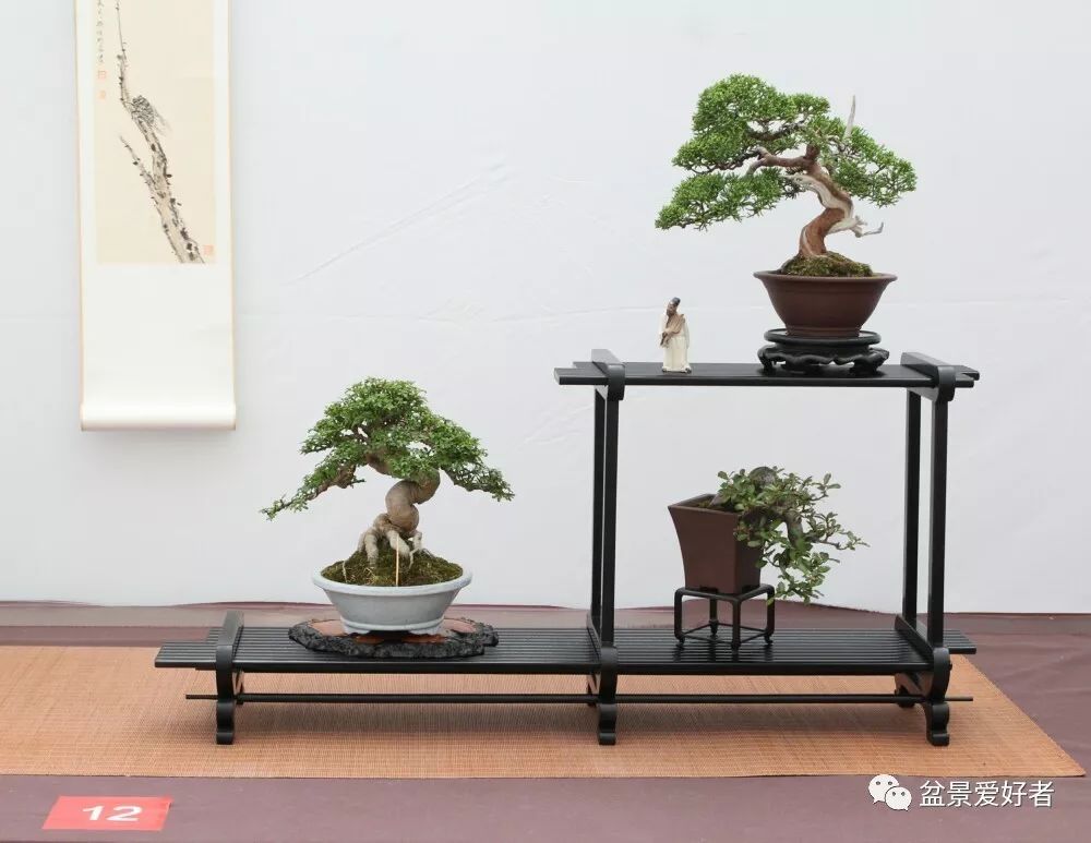 2019沭阳盆景精品展微型小品盆景一览(高清大图)
