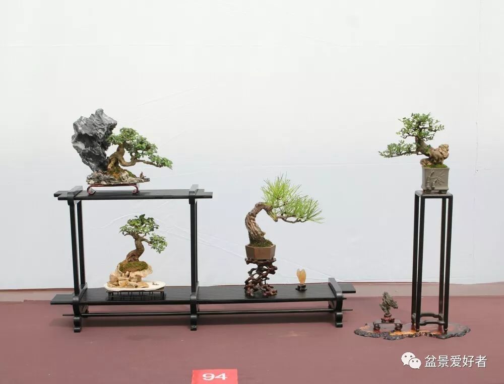 2019沭阳盆景精品展微型小品盆景一览高清大图