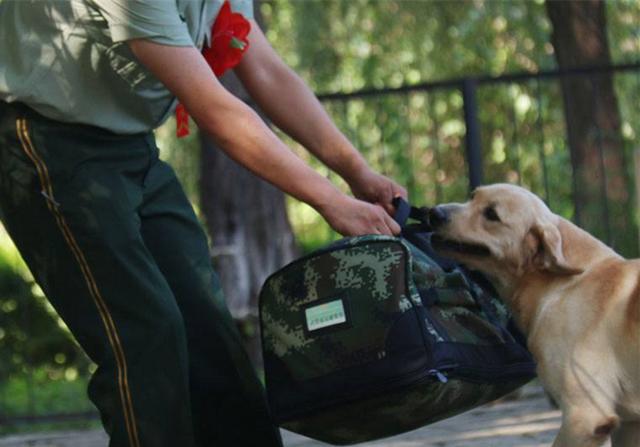 原创老兵退伍被军犬察觉,狗狗咬住包裹哀求他别走,场景赚足热泪