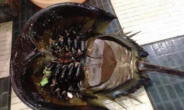 蓝色血液的鳖有什么用 0c04d12b6ae141a0a8b1330f014da8e4.jpeg