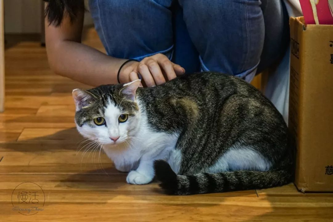 猫咪的小天地怎么搭_我的小天地怎么画图片