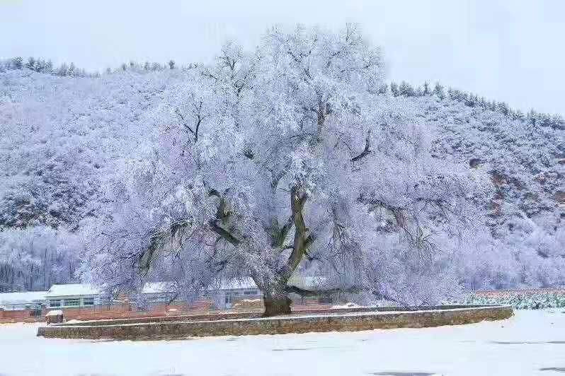 赤峰雪景太美了!