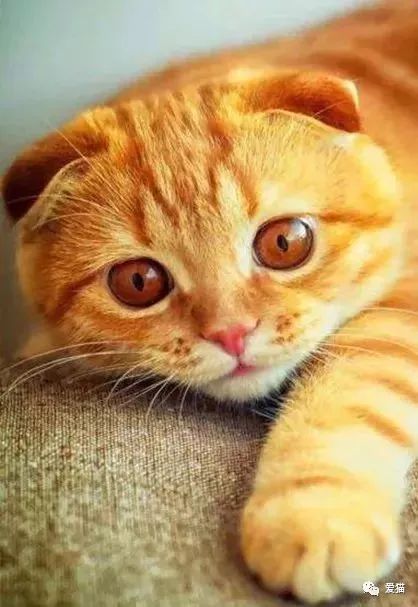 我努力养了折耳猫1174天,最后它还是痛苦的死去 发病