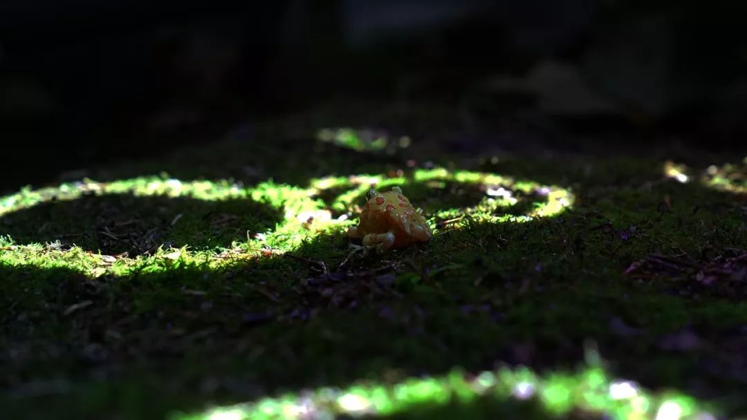 森林中的奇幻之旅 — 幻光森林