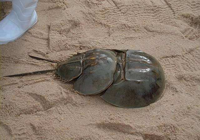 蓝色血液的生物 2fa3897590b9467786c4cf1701a18b09.jpeg