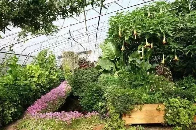 国内最早的"鱼菜共生"农场:20亩地如何实现年入1000万