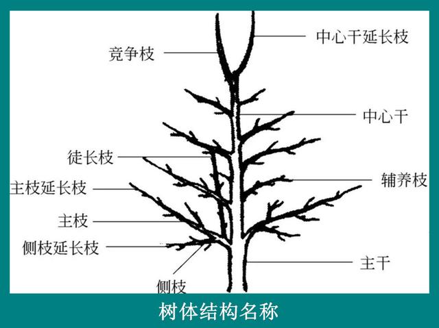 樱桃树栽培技术 樱桃树与修剪相关的各部位名称 主枝