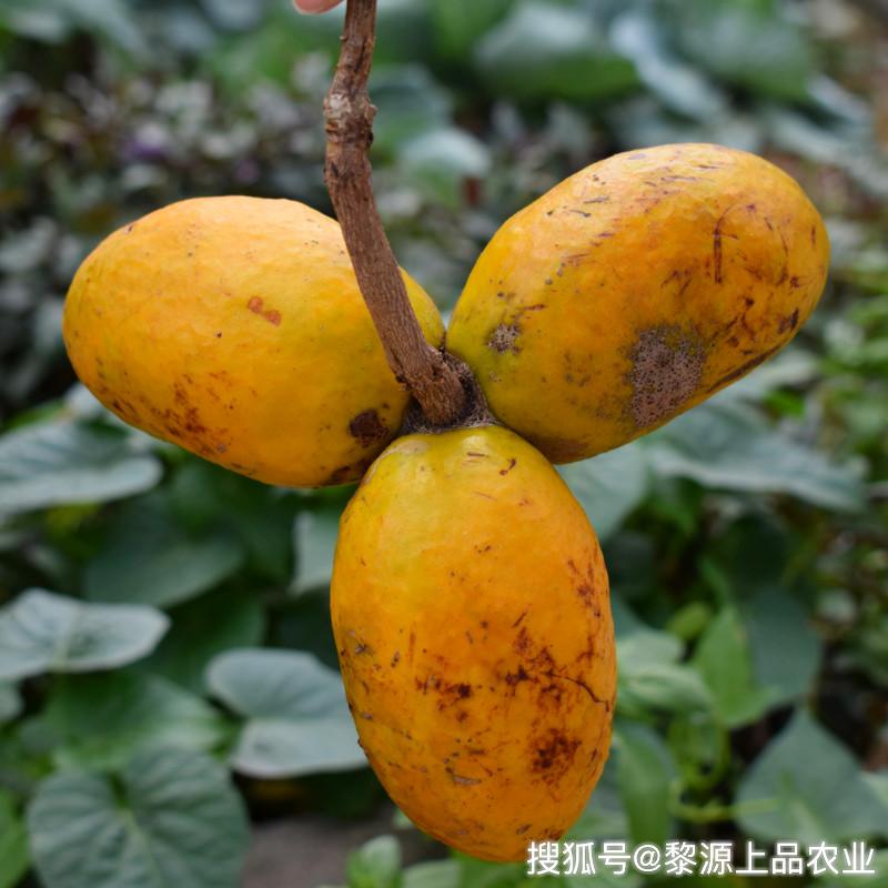 小时候去山里放牛,经常摘的这种野果,如今已成80后和90后的回忆