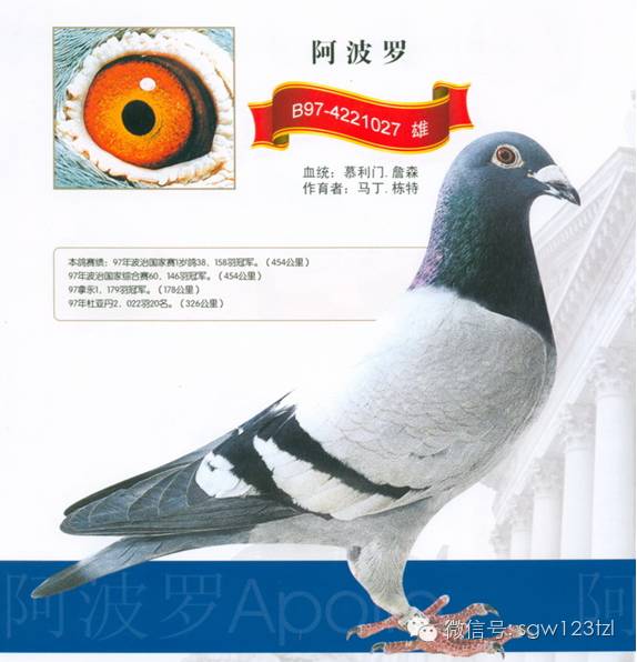 阿波罗,是慕利门x詹森血统,由马丁.