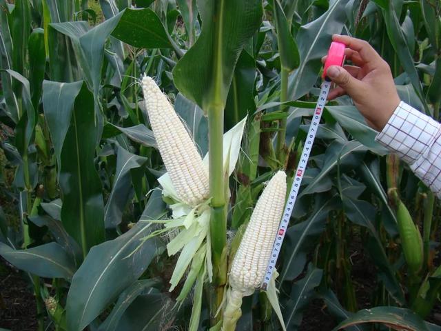 糯玉米种植时间河南 58adea3911fd4417bb5fc39ca0106fc7.jpeg