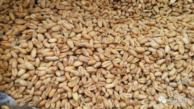 中国为什么进口小麦 58c9c78078b54d73aa3a30e6c2ab8665.jpeg