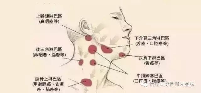 淋巴肌体平调套—净化养生