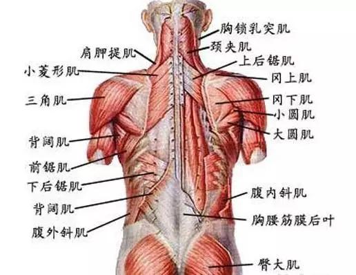 背浅肌 :背浅肌分为两层,浅层有斜方肌和背阔肌,浅层下有肩胛提肌和