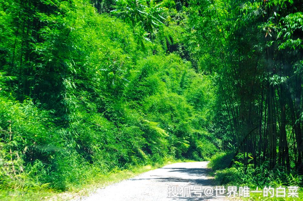景区内青山绿竹,满目青翠.