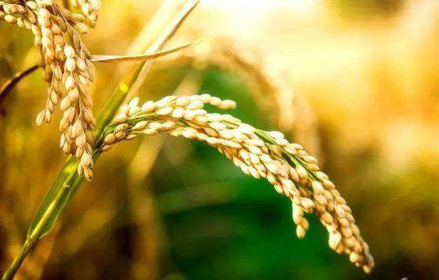 怎么快速的剥谷子 978ac750213a4ffa953a6d46d0749993.jpeg