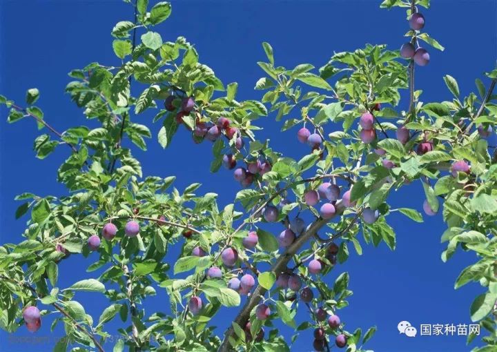 西梅规模种植可行性分析报告