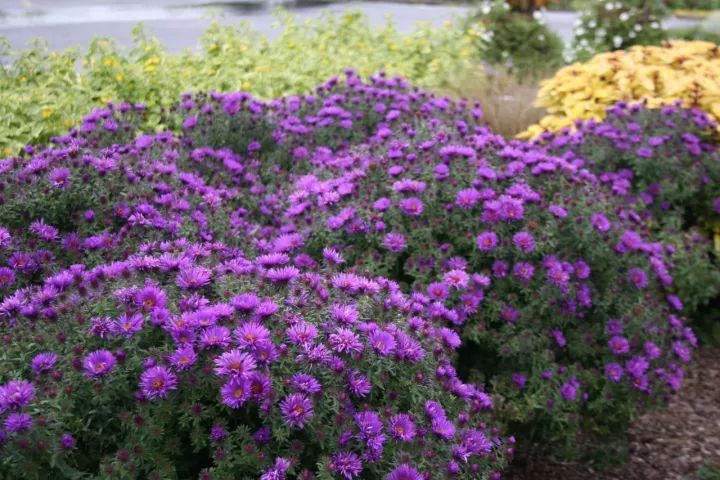 植物认知 | "理想的宿根花卉有哪些可以使用的?