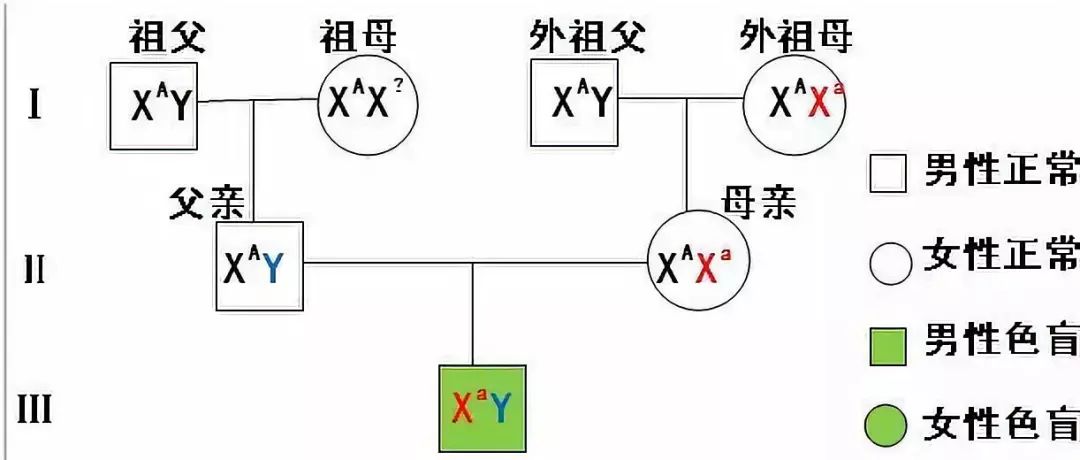 伴x染色体隐性遗传病的遗传特点是交叉遗传,隔代出现,患者男性多于