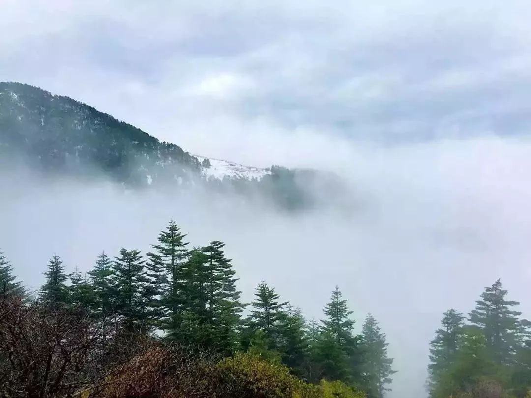 朝对暮,雨对晴,云薄对雾浓.秀竹连枯草,古杉抱苍松.