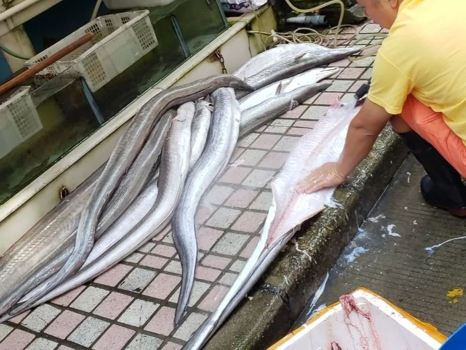 漫谈青岛海鱼之季勾和鳗鳞