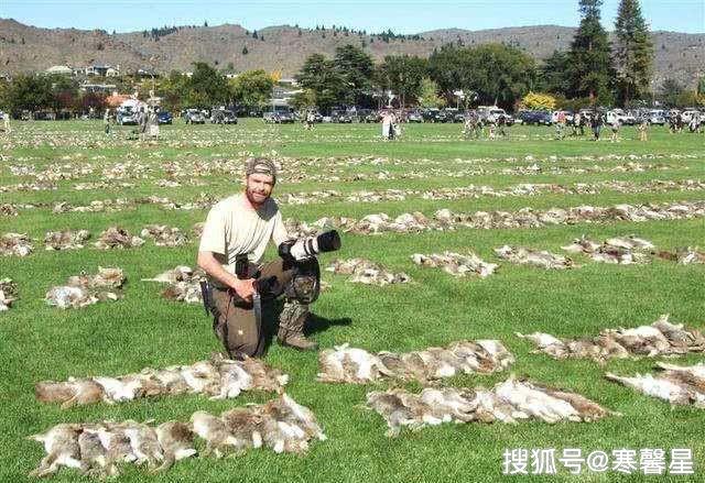 澳洲折腾了上百年的兔子,数量近百亿,吃能解决它们吗?绝无可能
