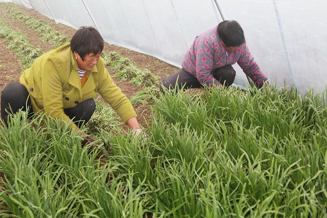 原创韭菜如何种植?老根移栽和种子播种,哪种方式种植效果好?