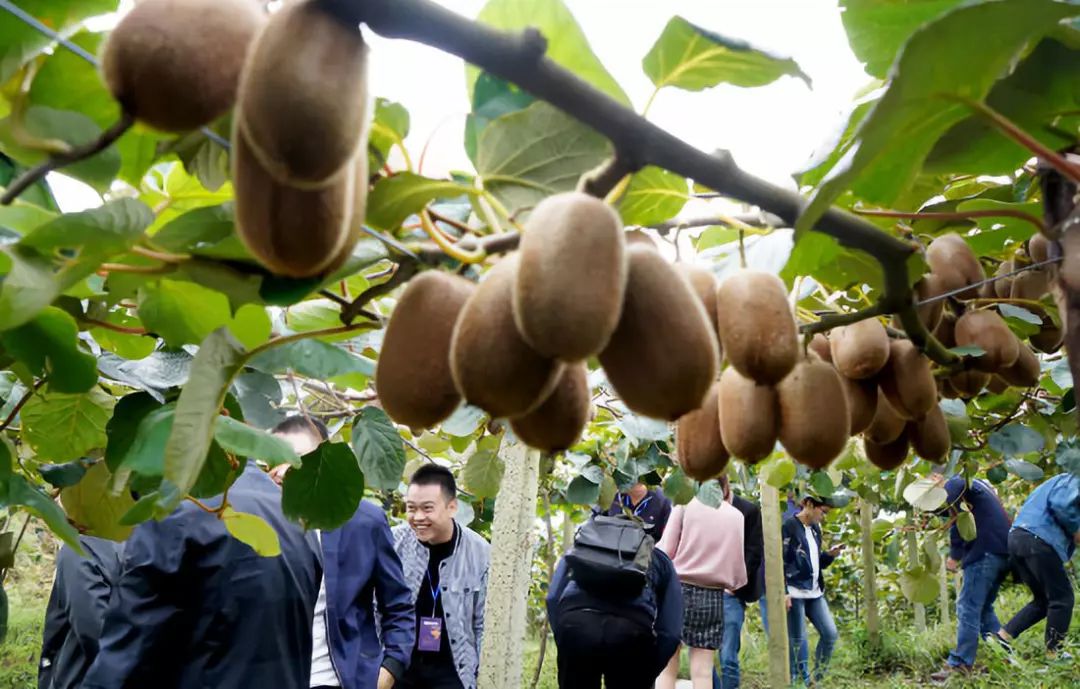 贵州经济总量小人均水平低_贵州落后经济照片(3)
