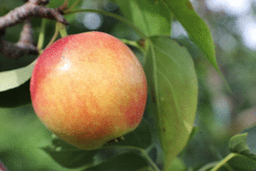 别再吃冷库苹果了!树上直摘,脆爽多汁的高原大苹果,自然熟大口吃