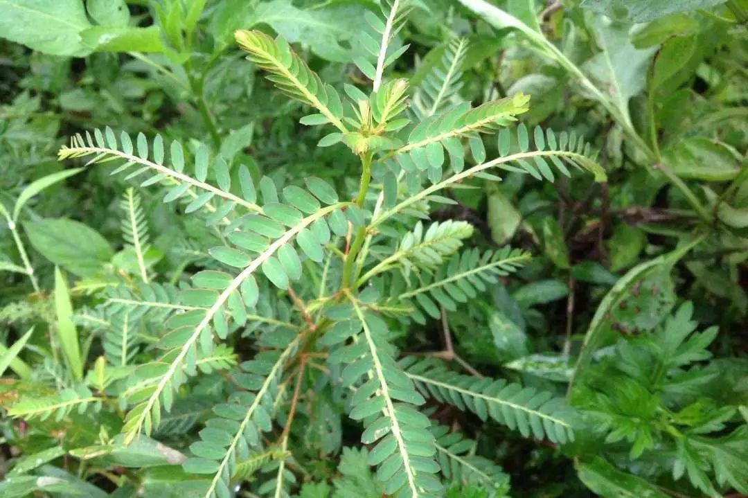 植物药,是中药中数量最为庞大的一类,还原其"真身",其实就是荣枯有时