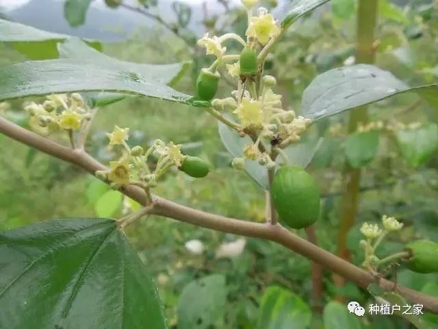 10月大青枣管理