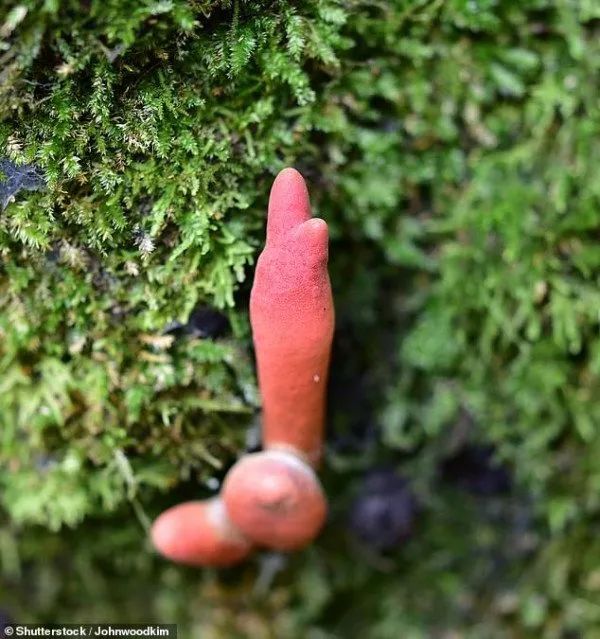 蘑菇为什么一碰就碎 0110494cee044e819c5a5c886be53db9.jpeg