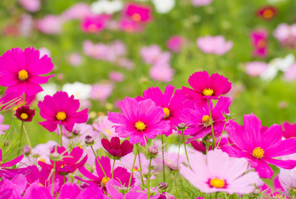 335425093eac415fad92ae78daff955b.png