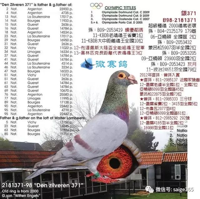 范.温克(jef van winkel)镇舍源头种鸽之一银371.