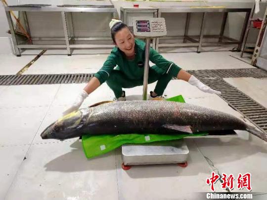 湖北丹江口水库捕获一重52.2公斤的野生鰔鱼