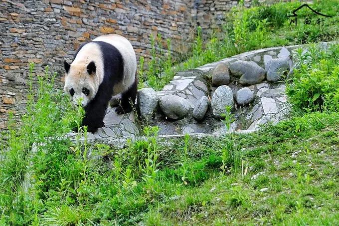 卧龙自然保护区,草坡自然保护区,三江生态旅游风景区等熊猫栖息地资源