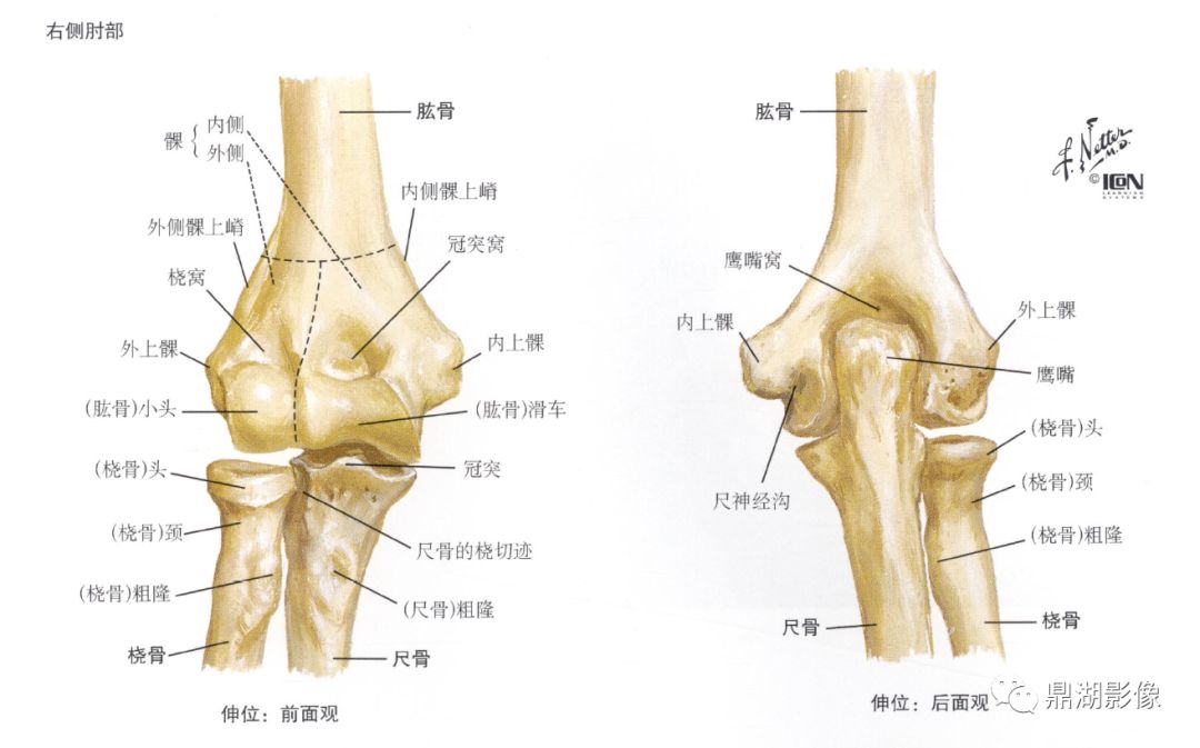 x线高清图谱精致肘关节解剖