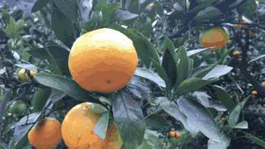 384_216gif 动态图 动图