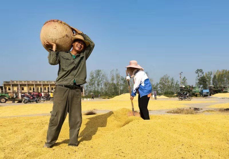 国庆淮南城乡拍 | 祖国遍地皆秋色 淮南处处丰收景