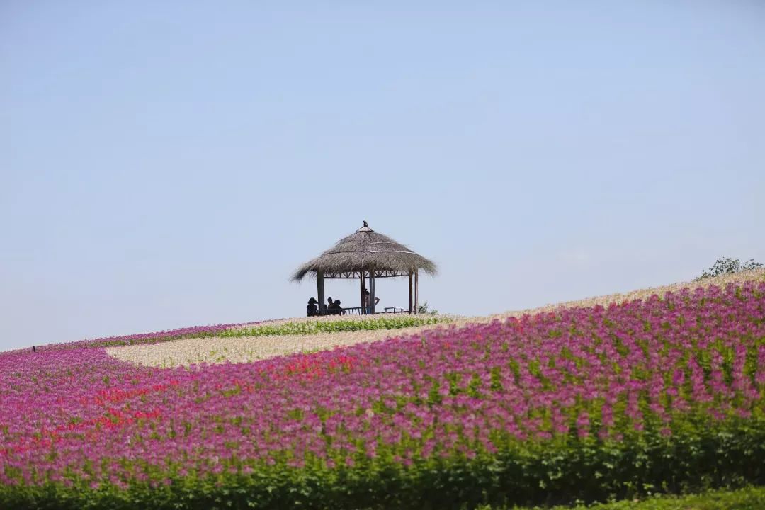 千亩花海全面盛开,10月12/13日,杭州余杭径山花海,塘栖古镇一日游