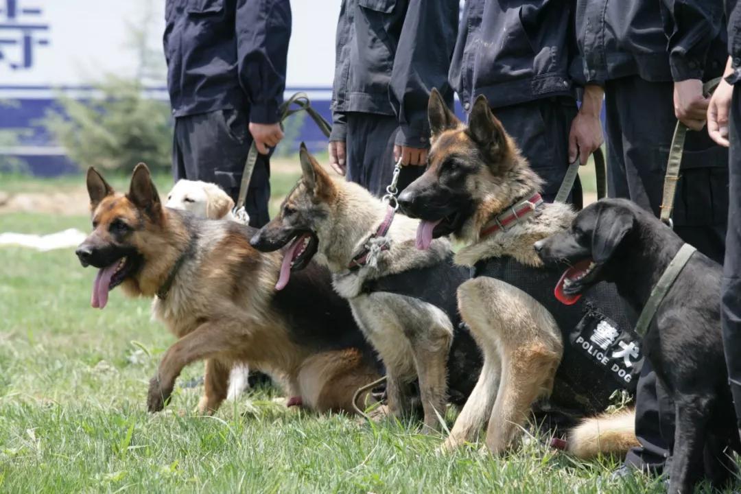 寿光公安的警犬厉害了一周连破两案