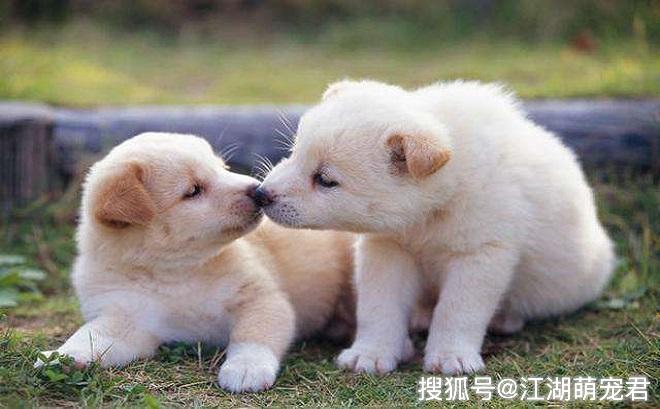 什么宠物最好养不咬人 c09782029c7548ba9115ff2a820b0908.jpeg
