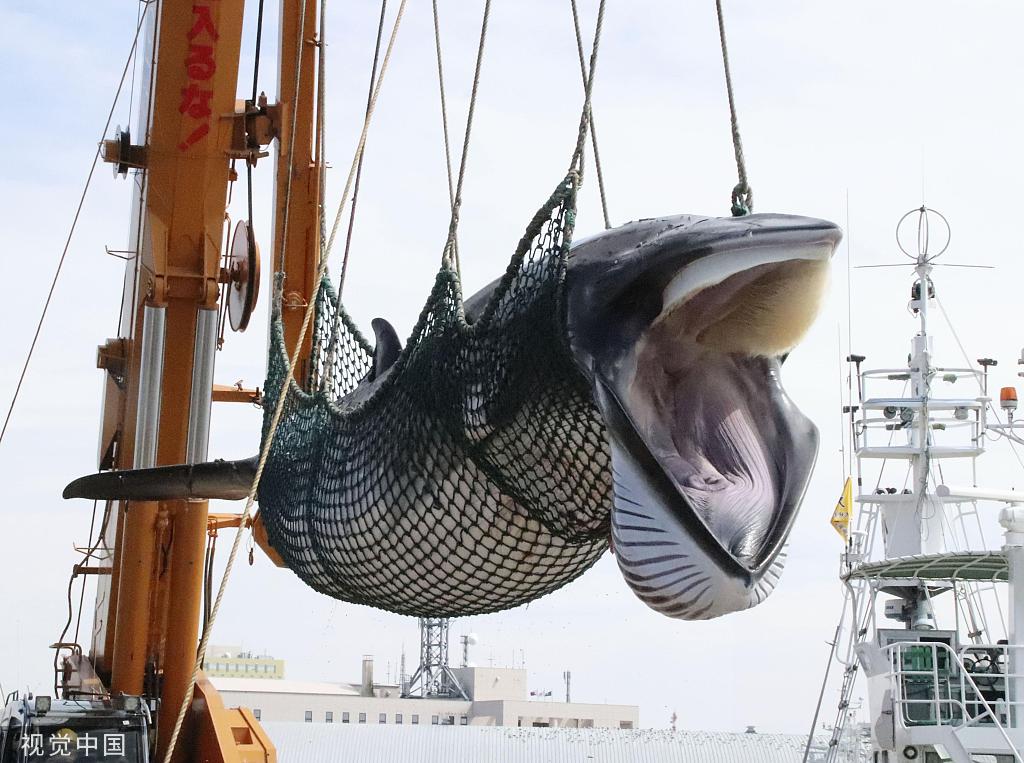 日本商业捕鲸船捕获1430吨鲸肉回港，下月上市开售