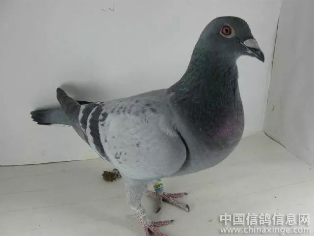 信鸽协会会员 db1d30ab4cf148ecaf5f1e87781467d3.jpeg