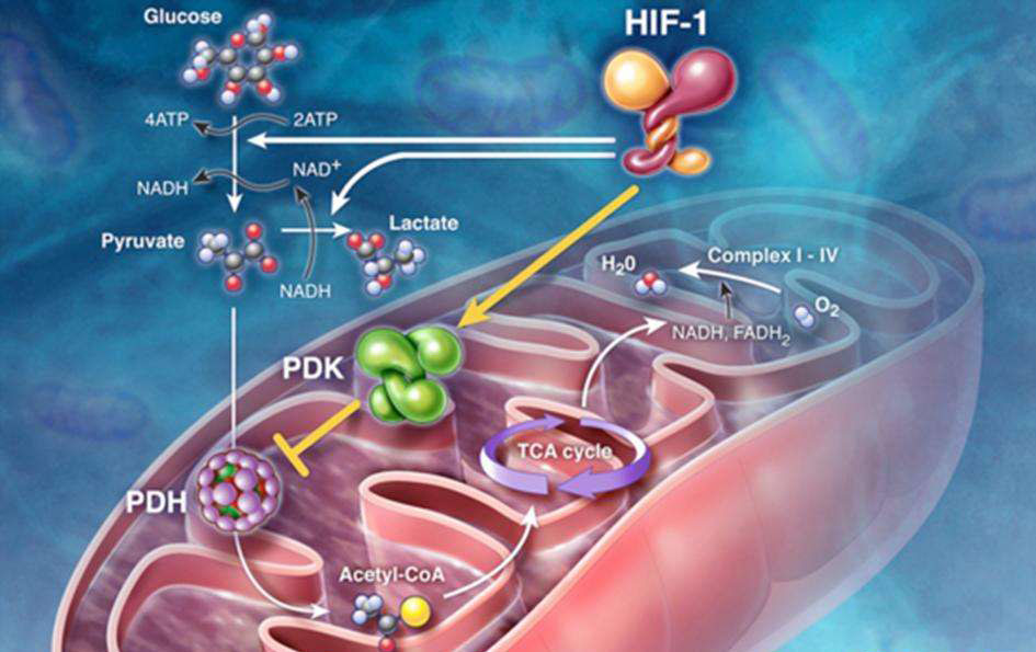 自由基怎么导致细胞衰老 e68453c4960c4e69890b8ea9bd7af204.jpeg