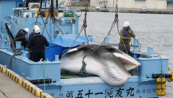 日本商业捕鲸近海船队回港，223头鲸1430吨肉11月起上市