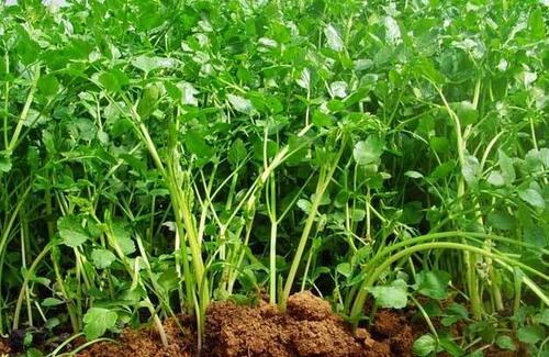 啥时候种芹菜籽 f263df5c6c9a4cb7a39c11f629e80849.jpeg