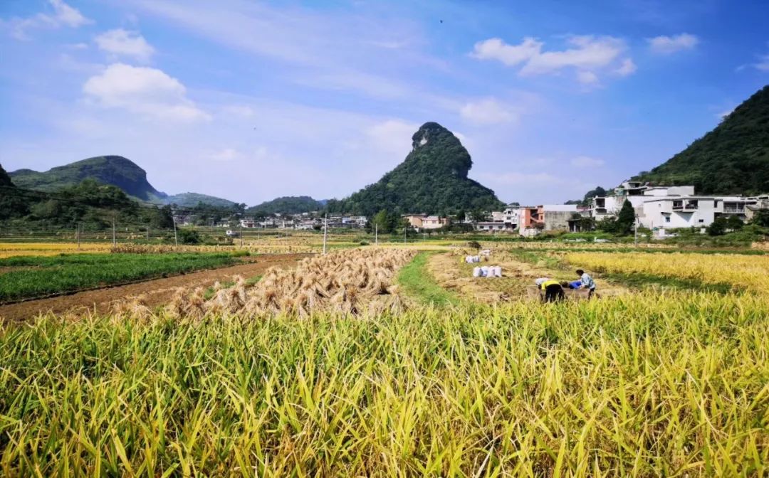 镇宁gdp_镇宁 民营经济已成中流砥柱